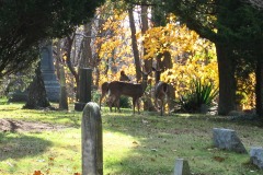 Deer Fall