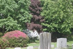 Trees Full Bloom Summer