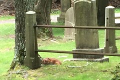 Fawn Summer