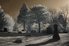 Trees Winter 2010